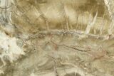 Triassic Petrified Wood (Woodworthia) Slab - Arizona #382186-1